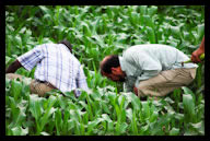 Feeding Malawi