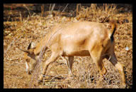 Feeding Malawi