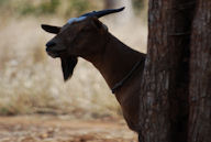 The unmistakable silhuouette of an income generating goat for food peers out from behind the shade of a tree.