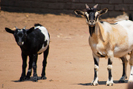 We buy goats to supply both food and business to the nationals
